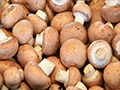 agaricus thumb