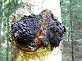 chaga thumb
