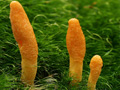 cordyceps thumb