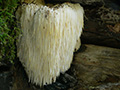 lions mane thumb