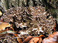maitake thumb