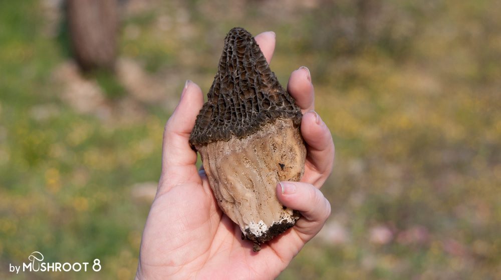 morchella exuberans