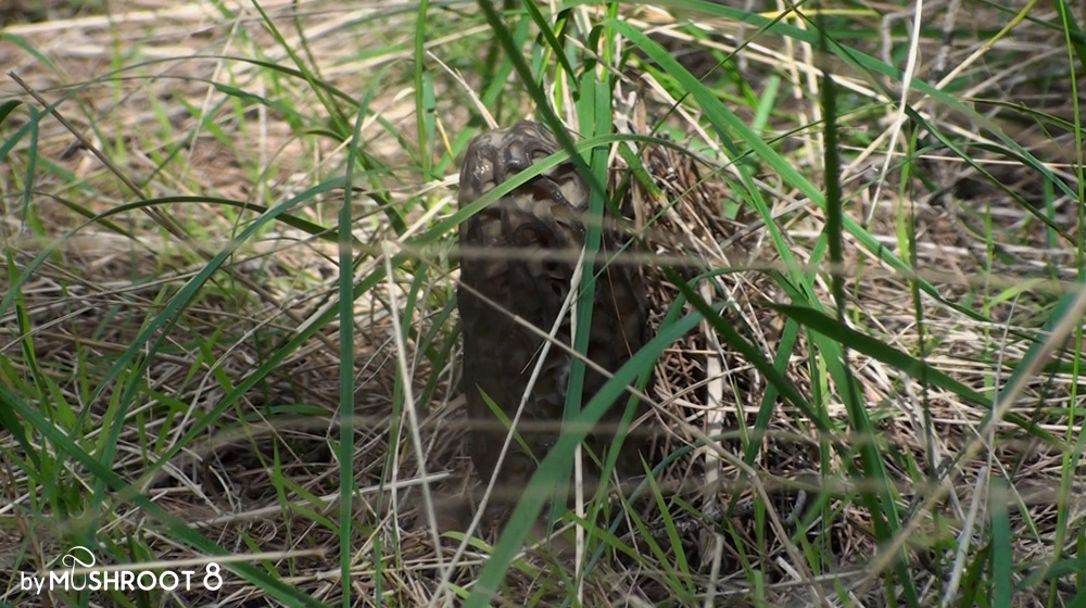 morel on pine forest