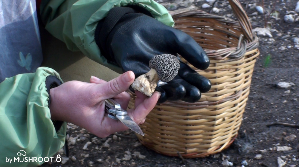 morchella exuberans on burnt pine forest