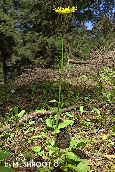 morel on abies trees forest under yellow flower