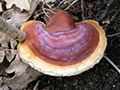 reishi thumb