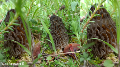 Morchella Purpurascens 
