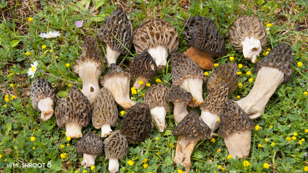Morels mushrooms