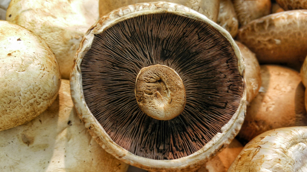 Brown Agaricus mushrooms