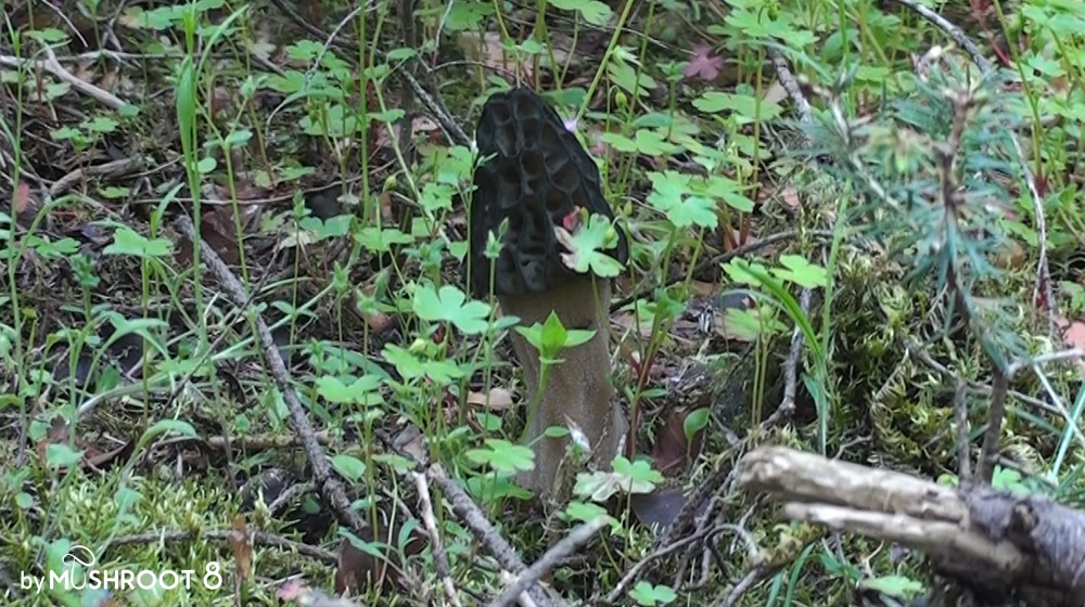 10 tips for morel hunters